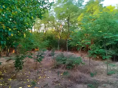 Teren intravilan verdeata vanzare Potlogeni Vale Dambovita